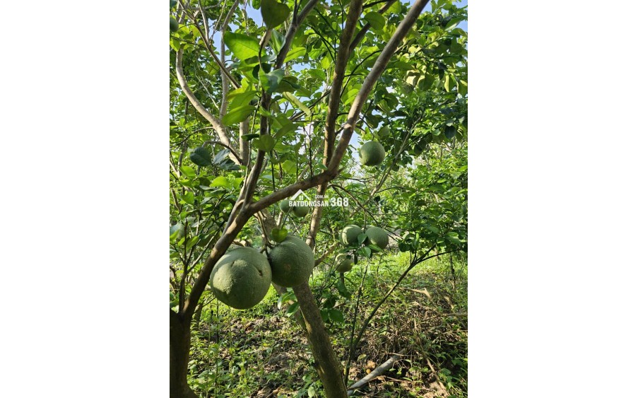 BÁN ĐẤT VƯỜN